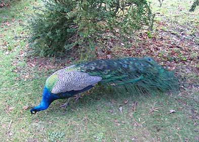 Peacock