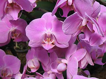 Orchids