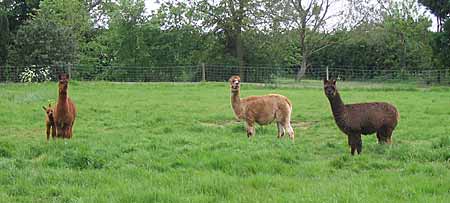 Alpacas